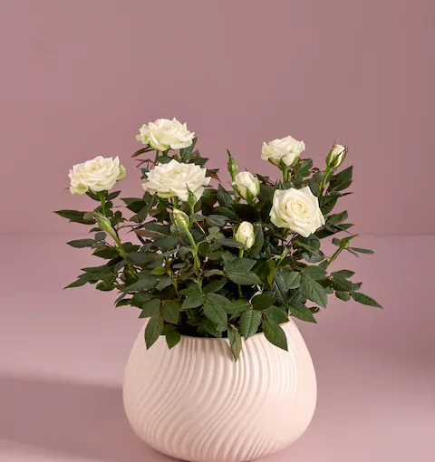 Rose Real Plant in Ceramic Pot