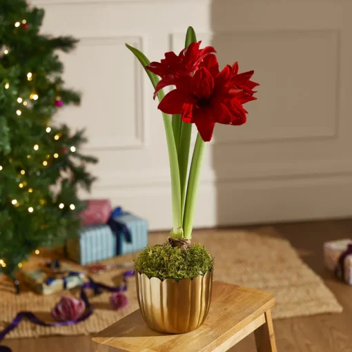 The Amaryllis Plant