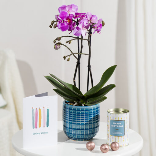 Phalaenopsis Birthday Gift