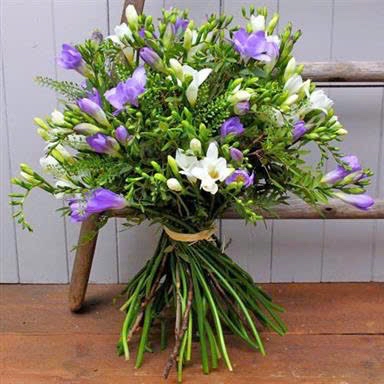 Scented freesia
