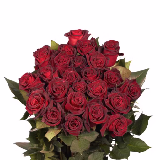 Black baccara roses